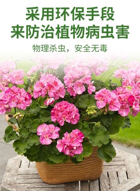 粘虫板双面粘虫板诱虫板沾虫黄板蓝色园艺黏虫贴虫盆景植物防DN70