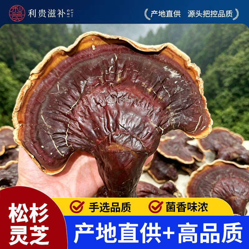 松杉灵芝东北仿野生林下松杉赤灵芝整朵整枝大朵可切片非西藏野生图片