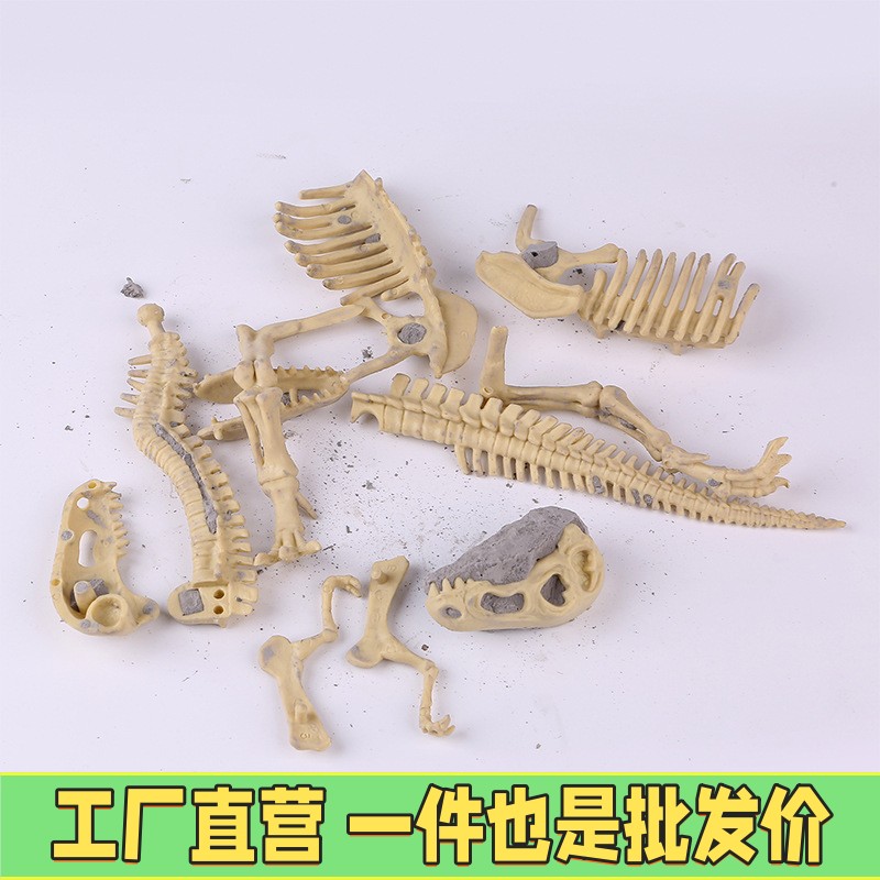 考古霸王龙化石挖掘拼搭骨架茶几摆件模型恐龙仿真品牙齿头骨玩具
