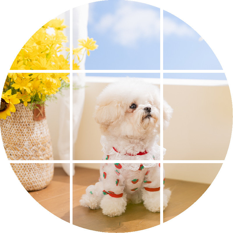 春夏季满印透气网纱包肚衣泰迪比熊小型犬罩衣猫咪四脚衣宠物衣服