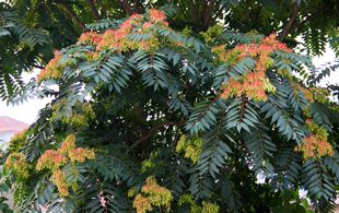 户外带土绿化苗木臭椿树苗 白椿树苗 行道树 买五送一包活