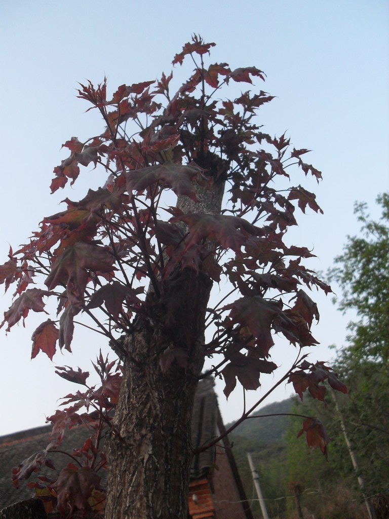 五叶枫苗 五角枫苗 观叶植物盆景包活10年老店买5送1