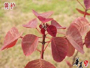 黄栌树苗树桩 （香山红叶树）观叶盆景10年老店买5送1