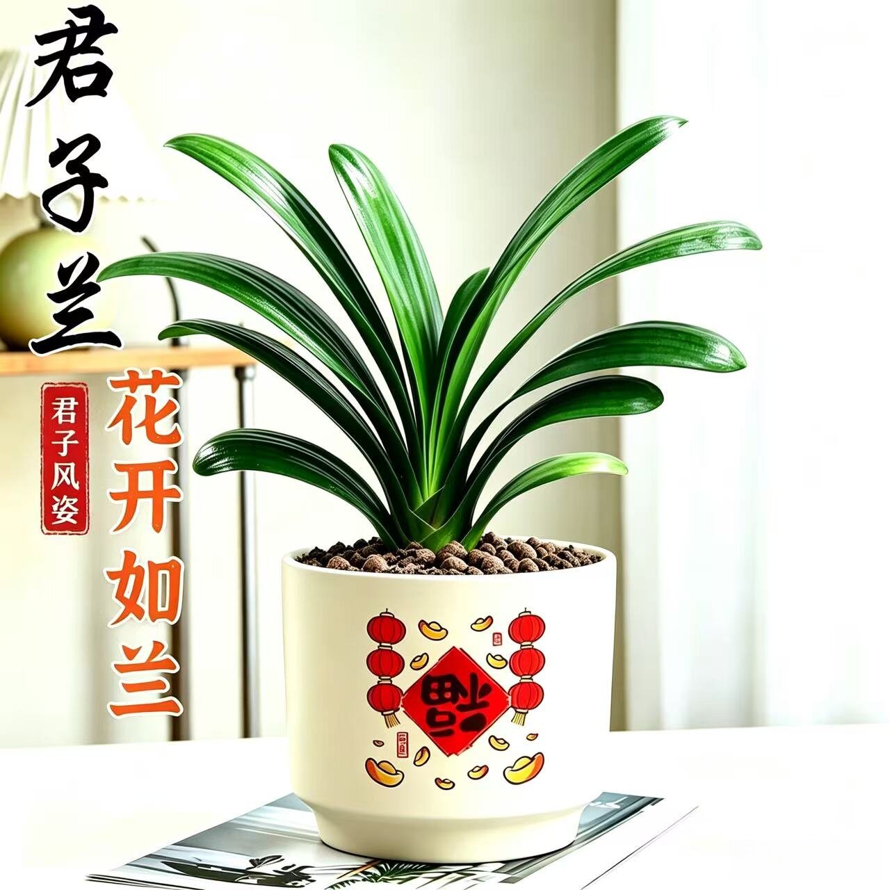 君子兰桌面绿植净化空气可开花