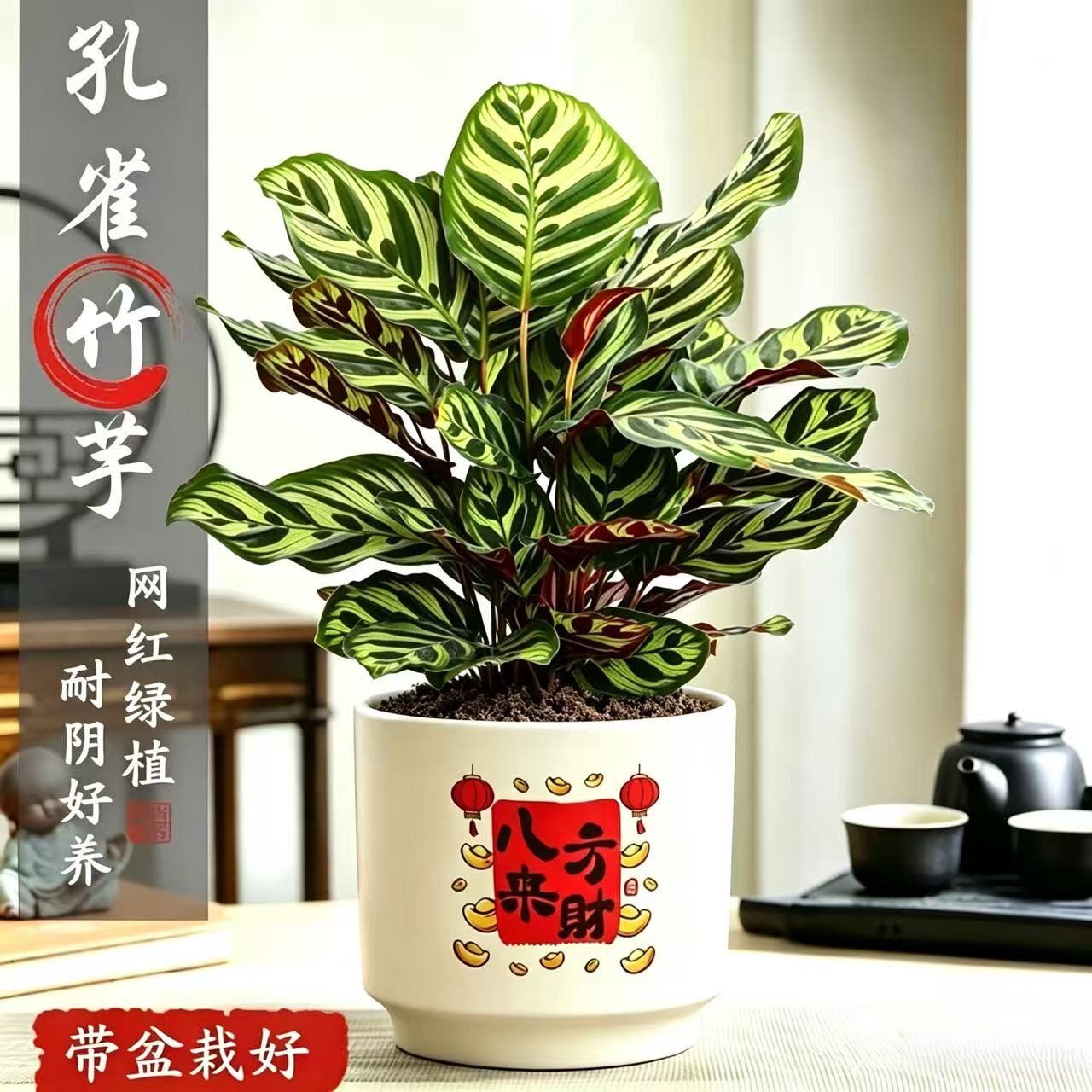 孔雀竹芋室内净化空气美观
