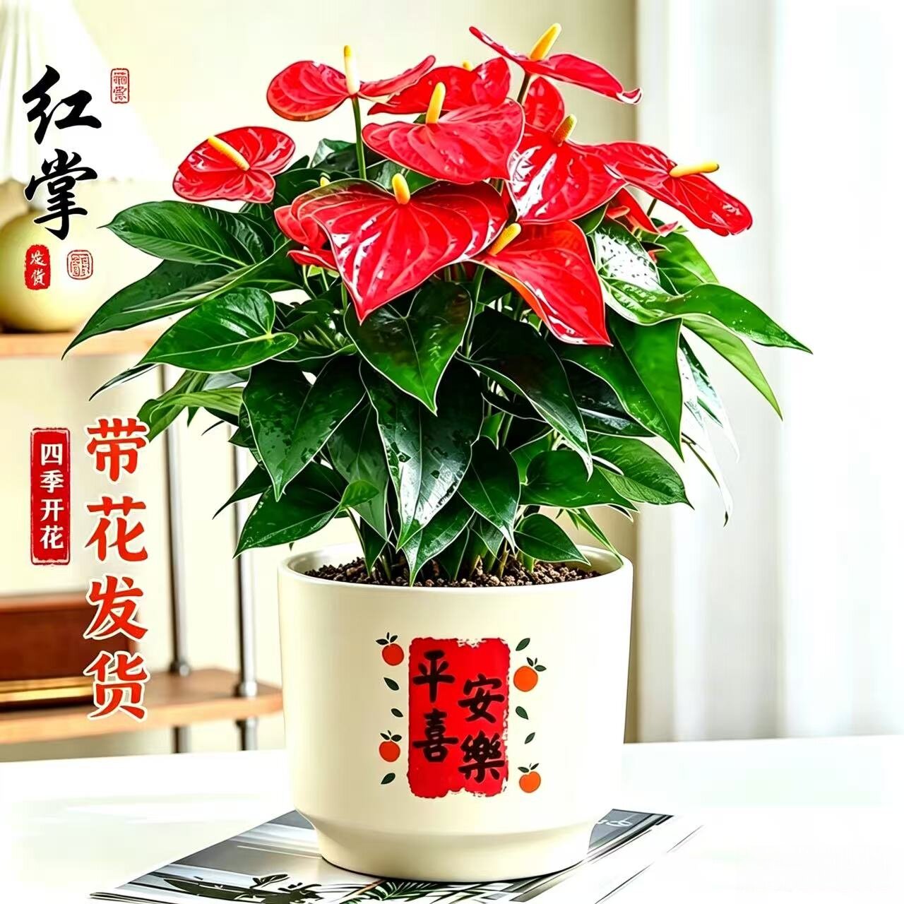 红掌盆栽花卉植物室内绿植