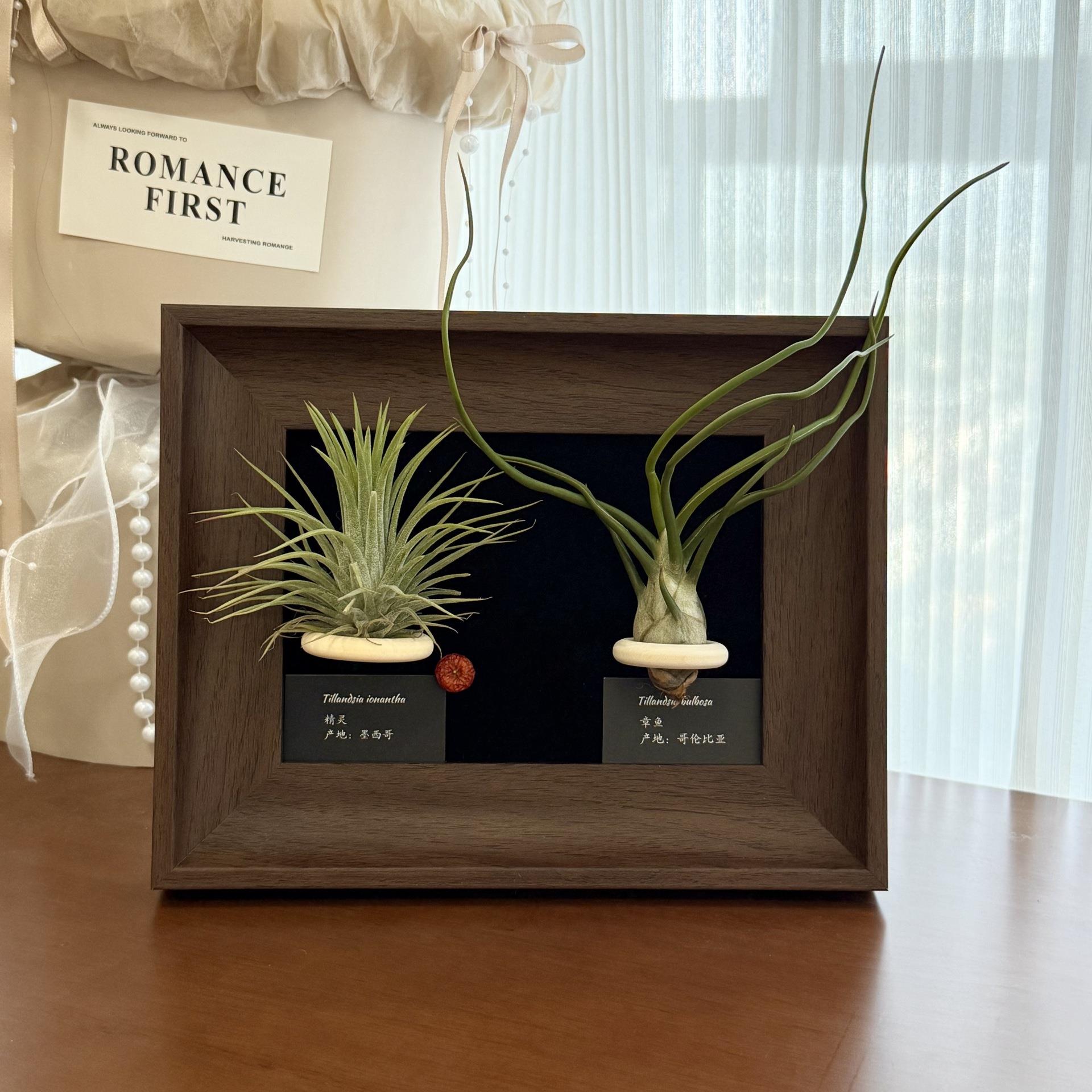 空气凤梨相框装饰画办公室卧室软装植物绿植摆件客厅桌面小众复古