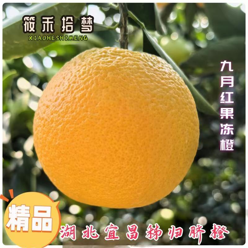 湖北秭归九月红清江边果冻橙当季新鲜水果甜橙子手剥柑橘正宗脐橙