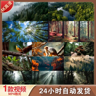 高清森林清晨阳光丁达尔光生态自然风光航拍原始森林视频素材