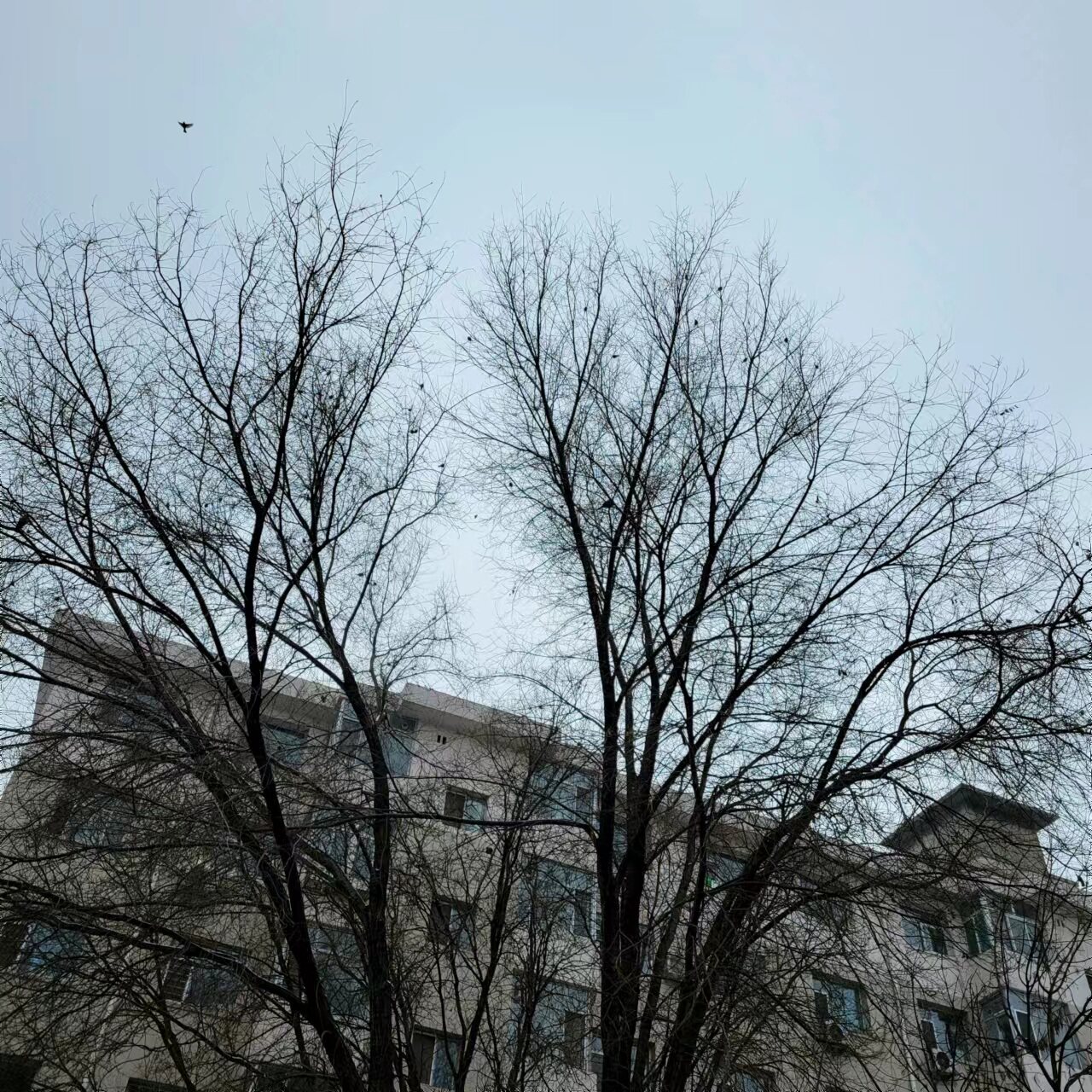 树上的小鸟 原创 专利 小手工业者 朴素 装饰画