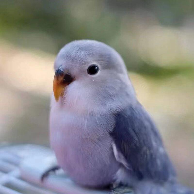 手养牡丹鹦鹉黄桃绿桃紫罗兰日本桃雏鸟宠物鸟活体半毛手玩鸟活鸟