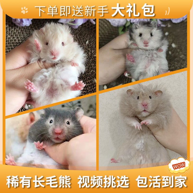 稀有小仓鼠活物已打疫苗长毛熊黑白熊金狐奶茶眼线熊丁香熊金丝熊