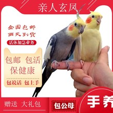 玄凤鹦鹉 鹦鹉活鸟 学说话公母一对繁殖幼鸟上手中型手养活体鹦鹉
