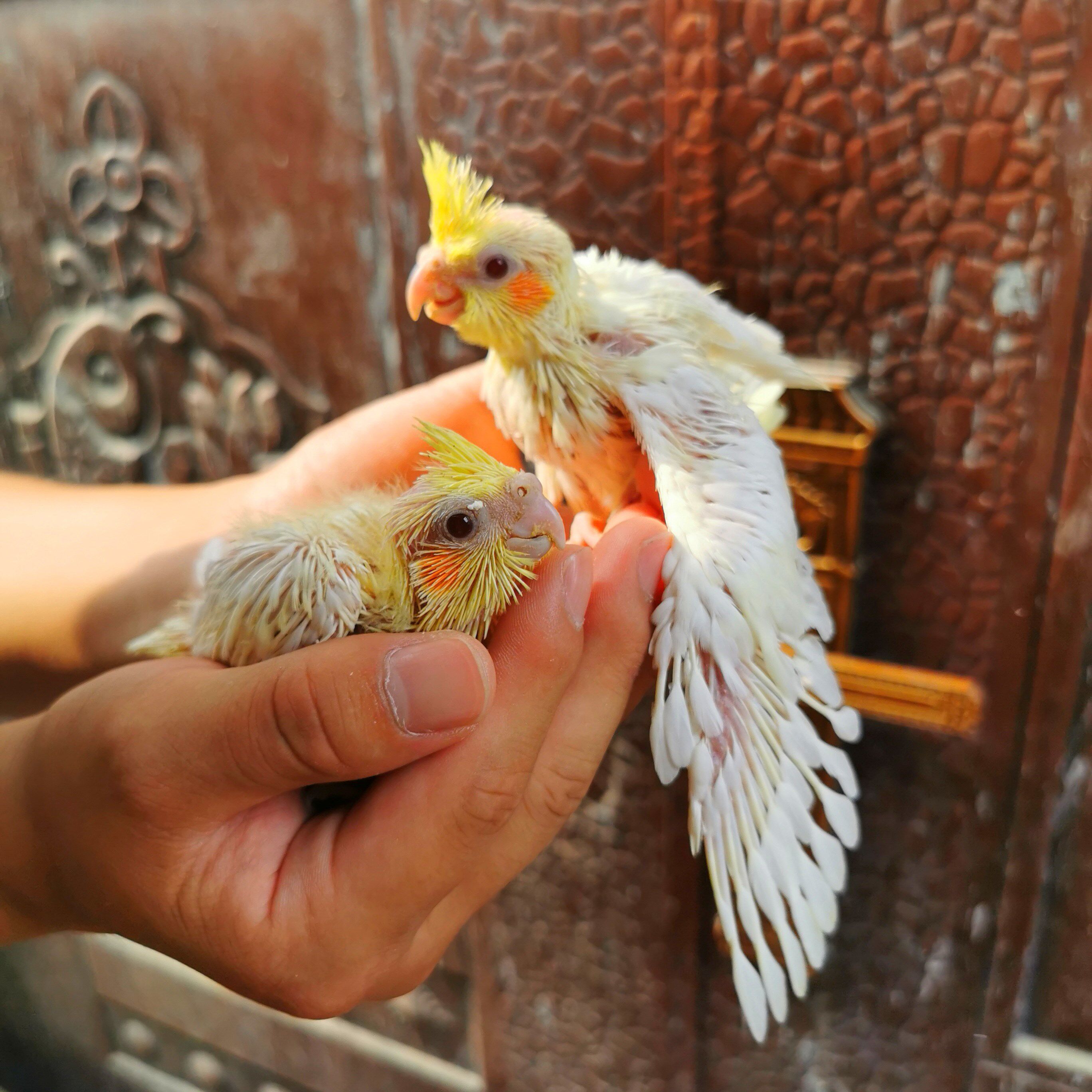 玄凤鹦鹉雏鸟活体黄化幼鸟半毛鸟说话鸟手养鸟观赏繁殖原始珍珠