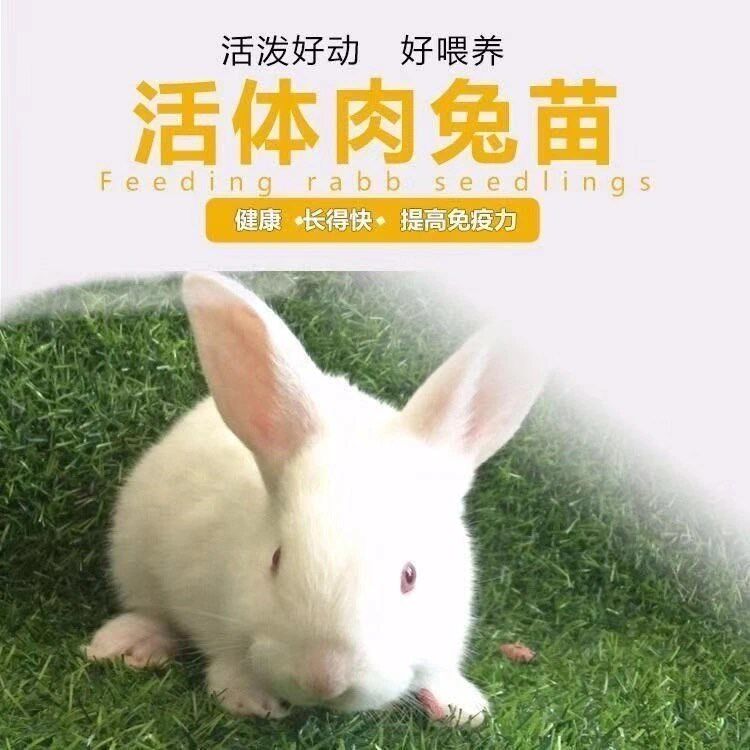 兔子活物 大型巨型活小兔子苗公母一对幼崽大流士肉兔活体家养使用感如何?