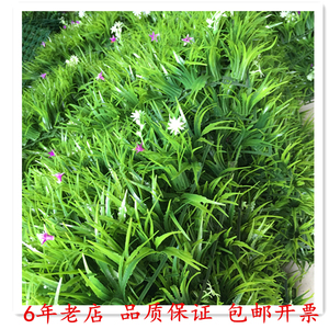 直销室内假草坪带花塑料草网红仿真绿植高草加密阳台装饰背景墙草