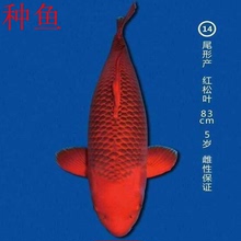 日本纯种进口红松锦鲤活体大型观赏冷水风水鱼苗精品运输包邮保活