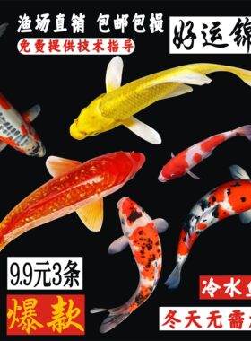 鱼红鲤鱼好养耐活锦鲤鱼观赏鱼