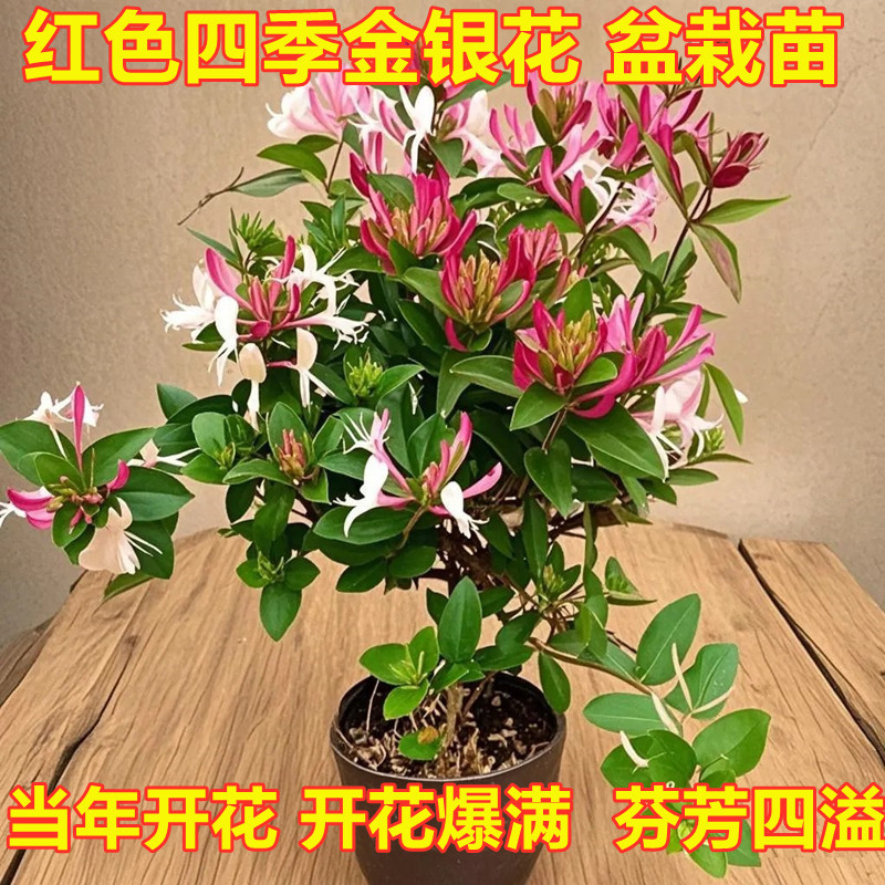 可食用金银花树苗盆栽｜庭院爬藤