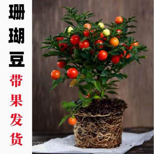 耐寒珊瑚豆多年生冬珊瑚吉庆果红