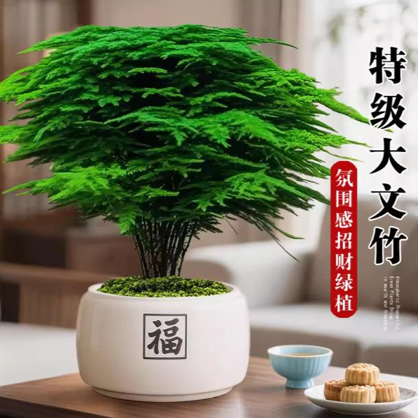 大文竹盆栽桌面绿植办公室禅意
