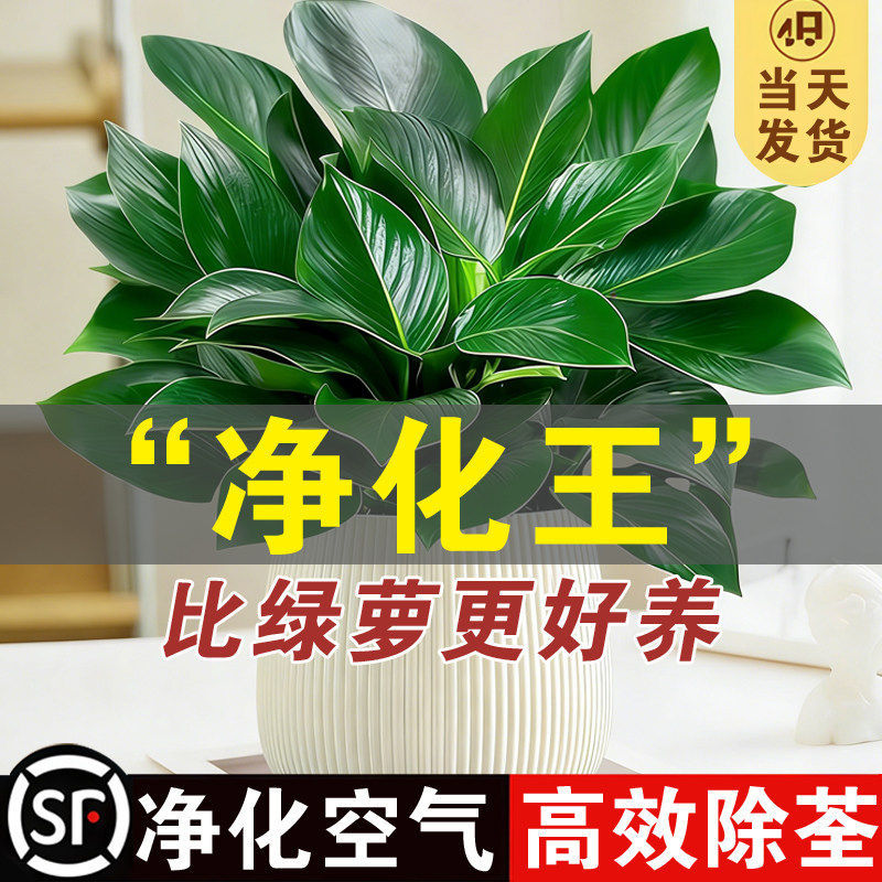 金钻盆栽绿植铂金钻黄金葛水培