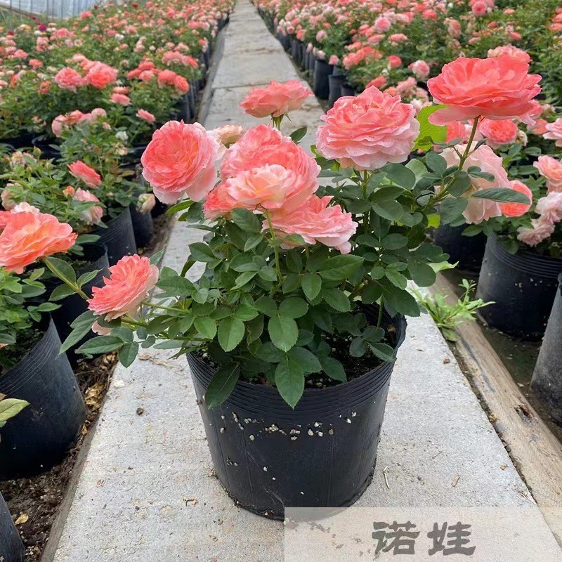 月季浓香果汁阳台庭院花卉盆栽带