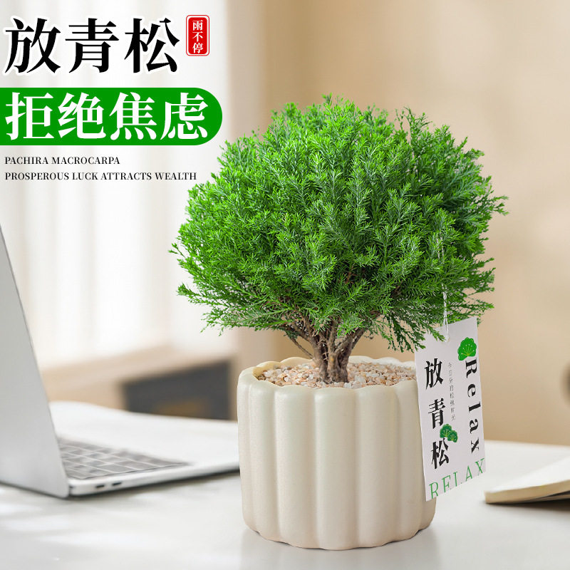 放青松绿植雾松小盆栽雾凇摆件｜