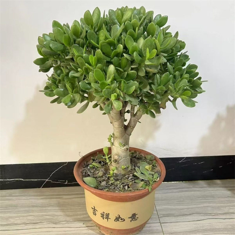 玉树盆栽室内大株多肉植物老桩易