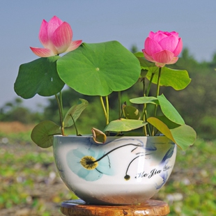 荷花藕苗红仙子多花碗莲种藕苗子室内阳台庭院鱼池春夏秋季开花卉