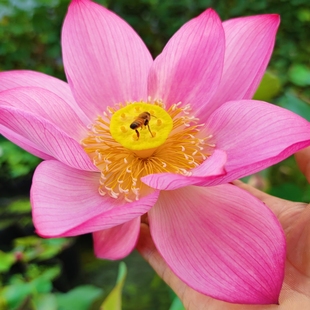 香莲大型荷花盆栽荷花苗碗莲种藕苗子室内阳台庭院鱼池开花植物