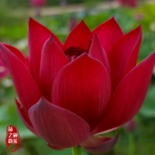 墨红大型盆栽观赏荷花种苗碗莲种藕苗室内阳台庭院鱼池水生植物