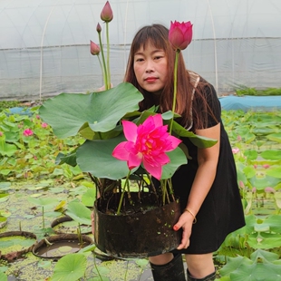 荷花藕苗辉煌霓领多花碗莲种藕苗子室内阳台假山植物鱼池春夏秋季