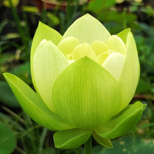 荷之韵金陵凝翠大型盆栽荷花庭院