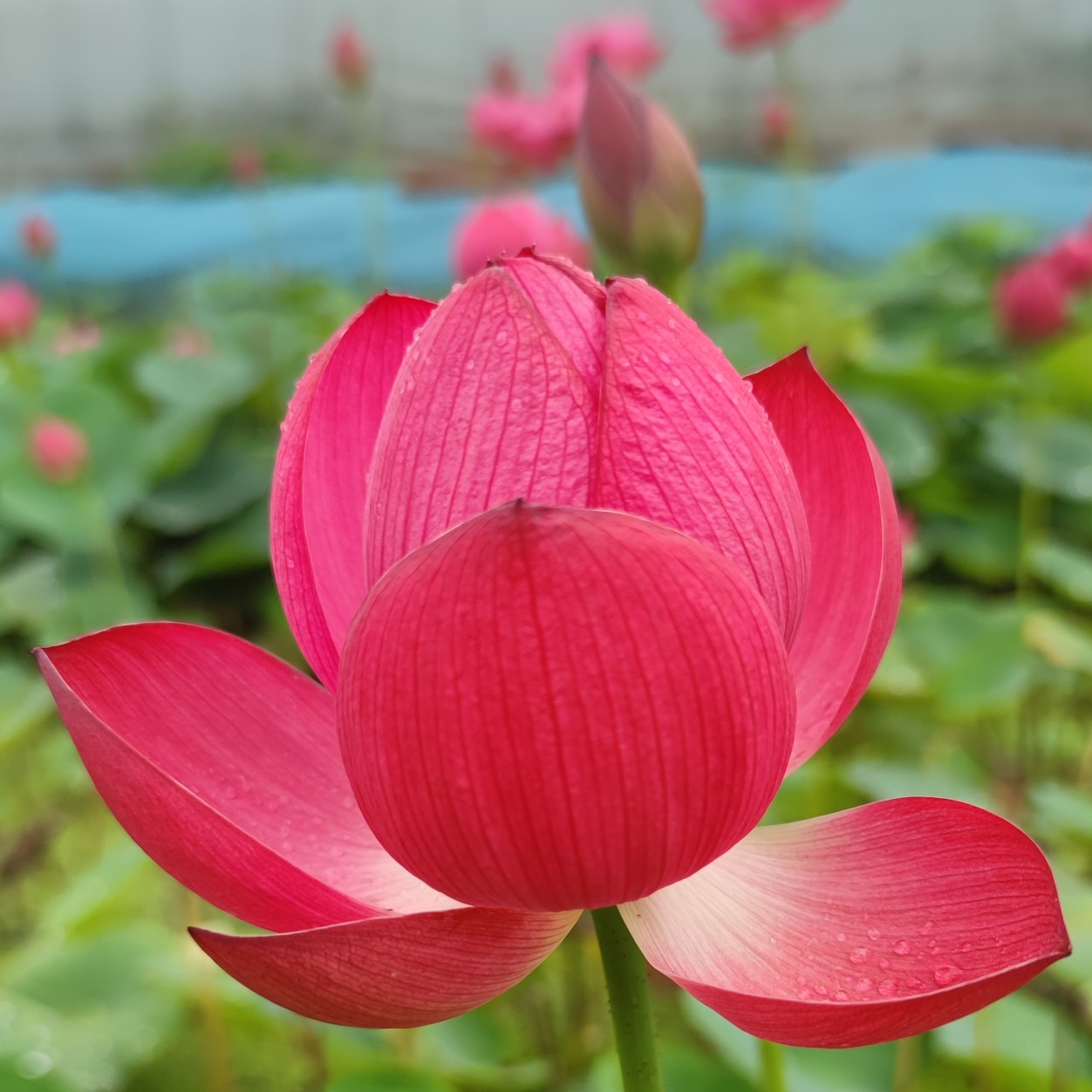 醉湘云多花碗莲种藕苗子盆栽荷花苗阳台室内庭院鱼池荷之韵正品