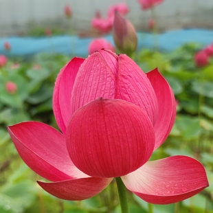 醉湘云多花碗莲种藕苗子盆栽荷花苗阳台室内庭院鱼池荷之韵正品