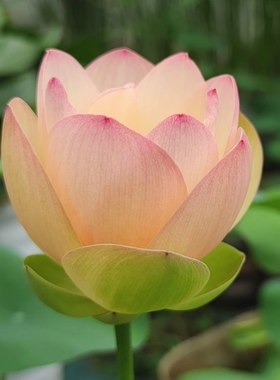 江南春大型盆栽荷花荷之韵正品
