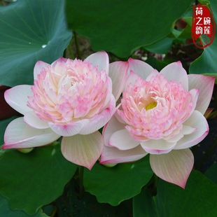 巨无霸 大型观赏盆栽荷花碗莲种藕苗子室内阳台庭院鱼池水生植物