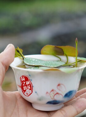 微红荷极微型碗莲荷之韵正品