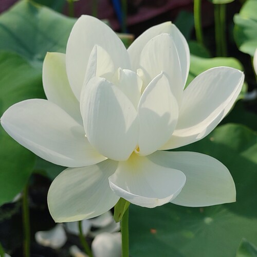 荷之韵正品白玉莲盆栽荷花