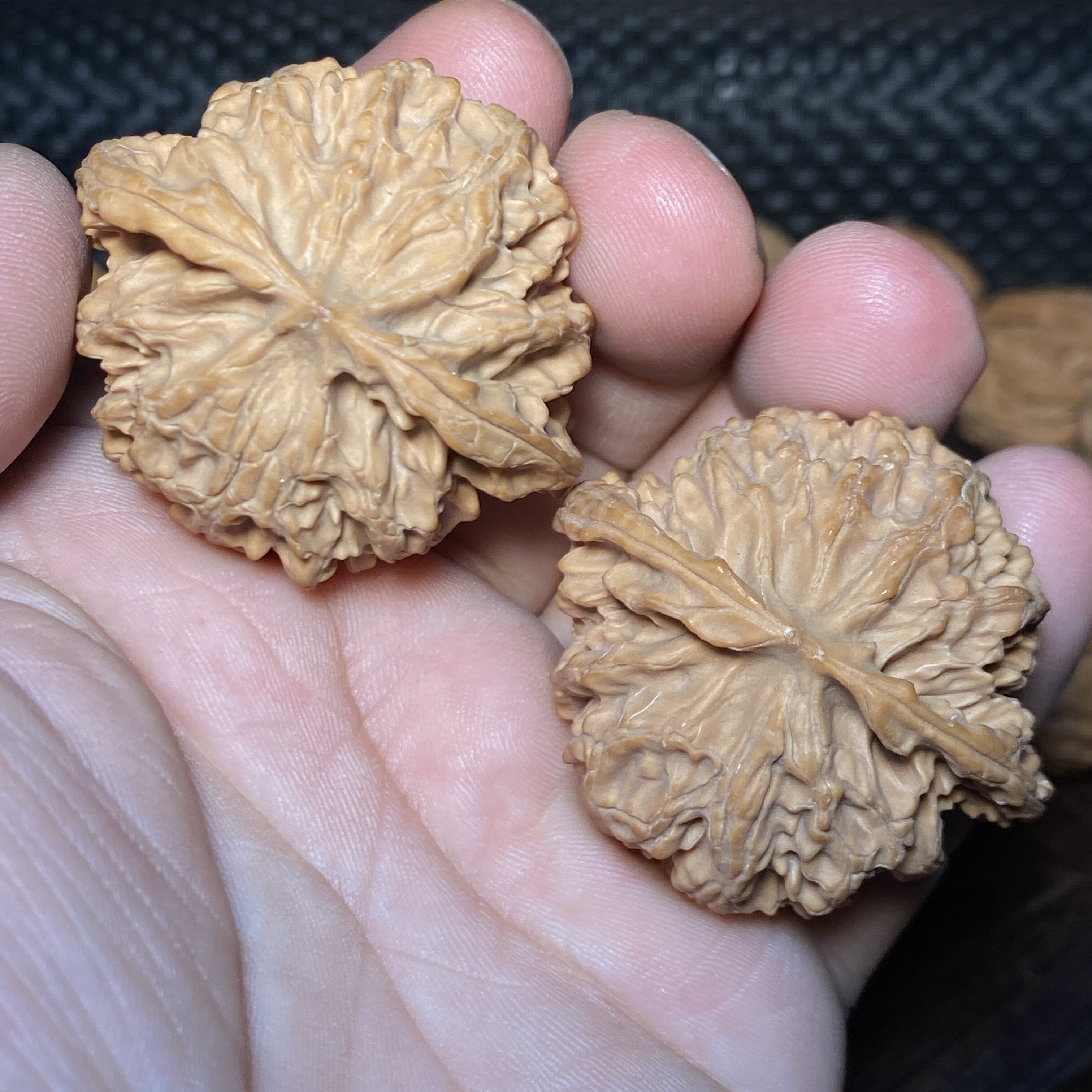 文玩核桃一物一图苹果园狮子头手把件保健球形果荔枝纹牛筋红底