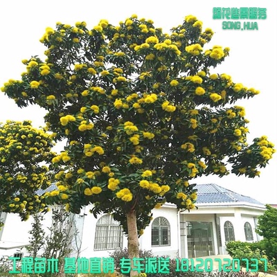 大型乔木行道树金蒲桃假植苗