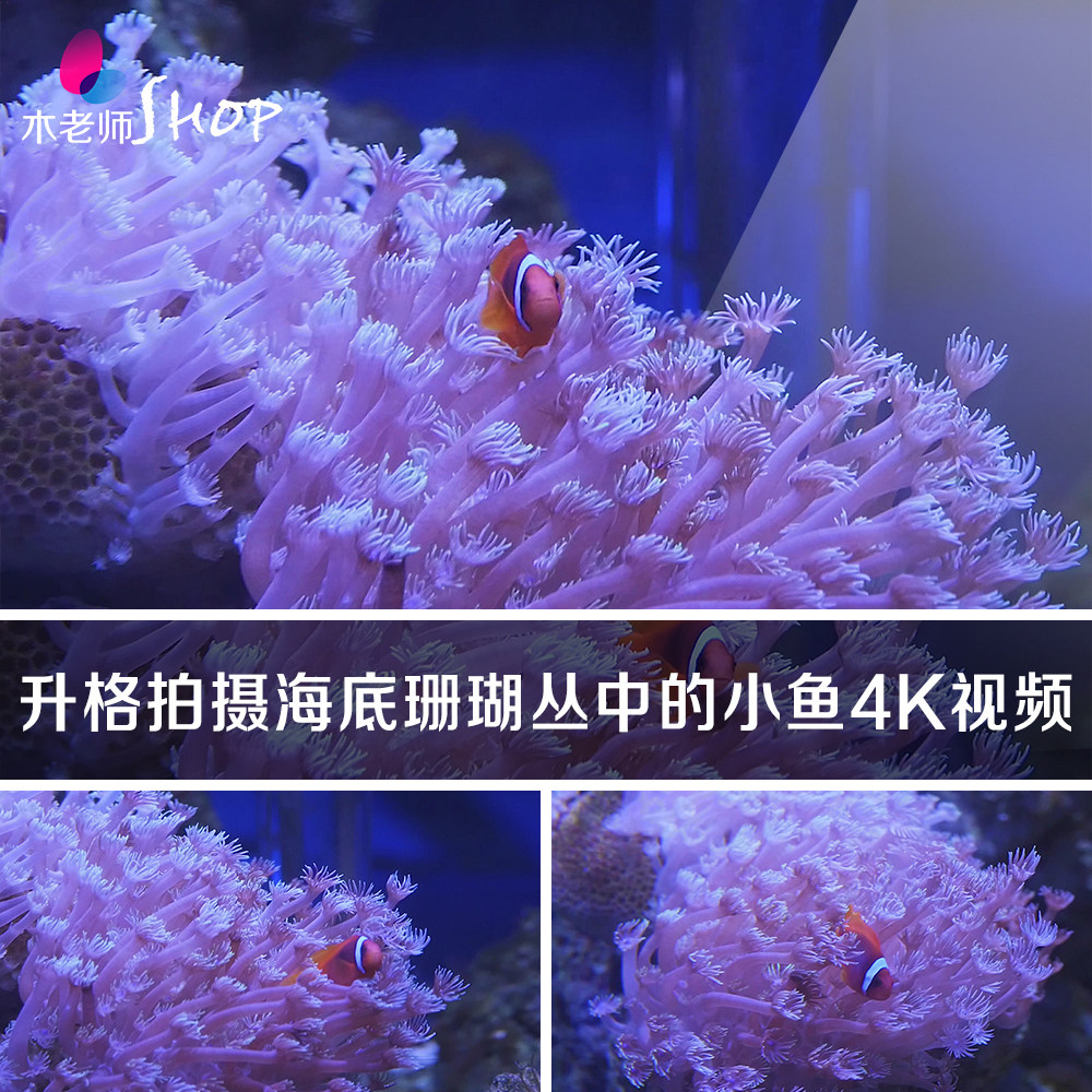 升格拍摄海底珊瑚丛中的小鱼4k视频素材实拍深海小丑鱼海洋生物种