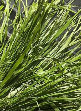 新款上市烘干燕麦草兔子专用干草纤维萌宠牧草荷兰猪