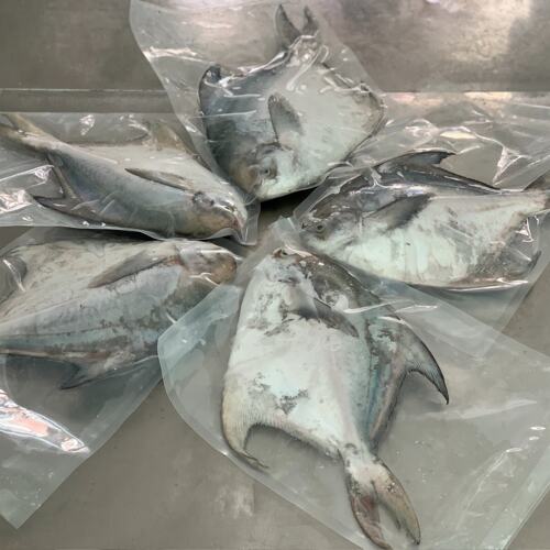东海大燕尾鲳 每条1斤以上