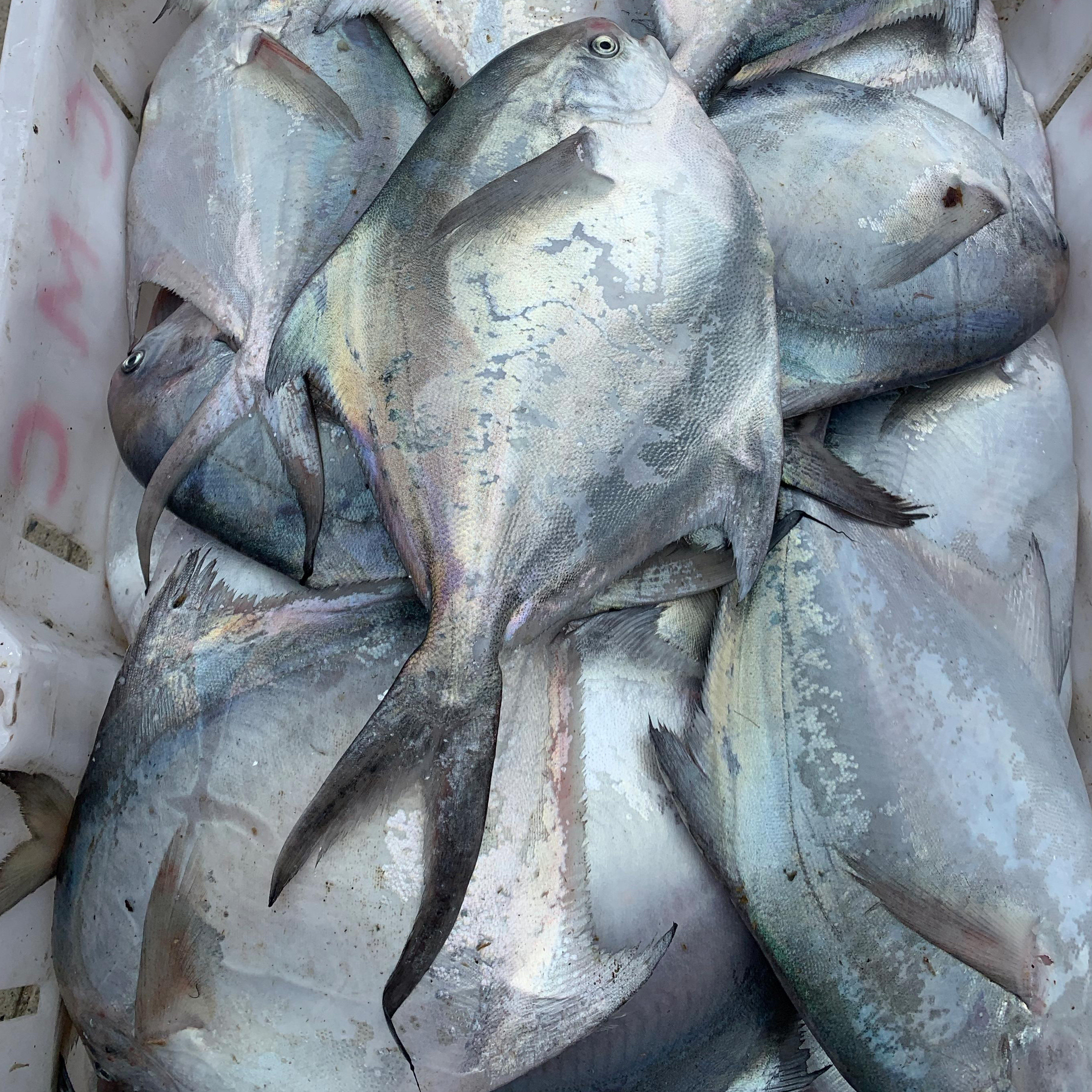 浙奉渔野生银鲳鱼新鲜4斤装海鲜冰鲜昌鱼白鲳鱼昌扁鱼暗鲳,水产肉类/新鲜蔬果/熟食,鲳鱼,淘宝优惠券,粉丝福利购,淘宝优惠卷