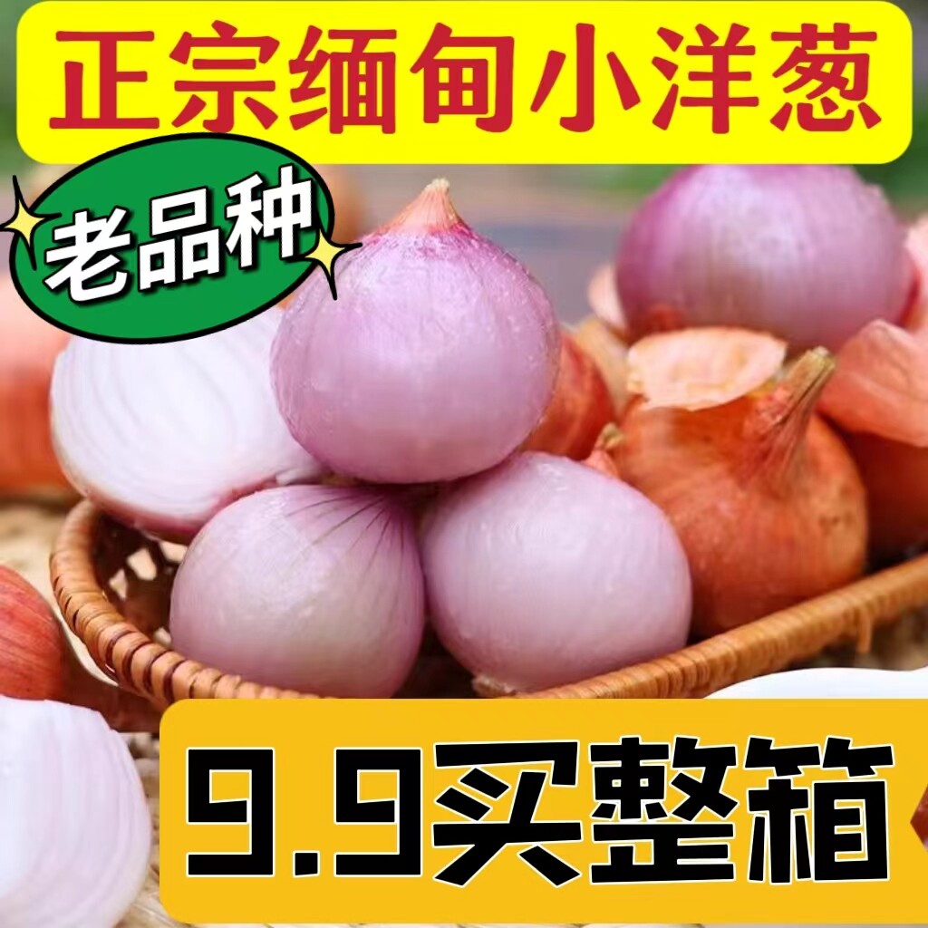 正宗老品种小洋葱香辣鬼子葱笨毛葱进口迷你西餐餐饮佐料新鲜蔬菜