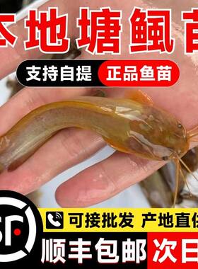 本地塘鲺鱼苗塘角鱼苗鲶鱼苗皇妃一号三黄塘鲺淡水养殖土塘虱鱼苗