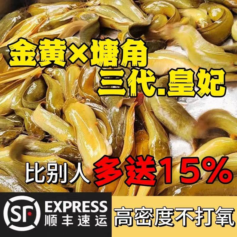 本地塘鲺鱼苗塘角鱼苗鲶鱼苗皇妃一号三黄塘鲺淡水养殖土塘虱鱼苗