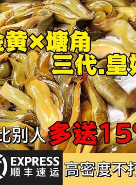 本地塘鲺鱼苗塘角鱼苗鲶鱼苗皇妃一号三黄塘鲺淡水养殖土塘虱鱼苗